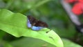 Horsfield's baron butterfly with wings open perching on a large green leaf