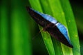 Horsfield`s Baron - Tanaecia iapis