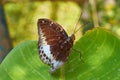 Horsfield's Baron (Tanaecia iapis puseda)