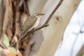 Horsfield`s Bronze Cuckoo in Australia