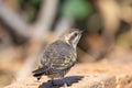 Horsfield`s Bronze Cuckoo in Australia