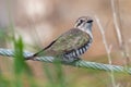 Horsfield`s Bronze Cuckoo in Australia