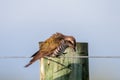 Horsfield`s Bronze Cuckoo in Australia