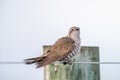 Horsfield`s Bronze Cuckoo in Australia