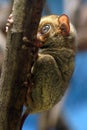 Horsfield's tarsier