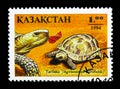 Horsfield's Tortoise (Agrionemys horsfieldi), Reptiles serie, ci