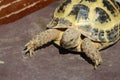 Horsfield`s tortoise, agrionemys horsfieldii