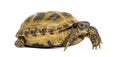 Horsfield's tortoise, Testudo horsfieldii, isolated