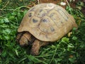 Horsfield Tortoise portrait