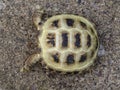 Horsfield tortoise, Testudo horsfieldii