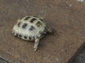 Horsfield tortoise, Testudo horsfieldii