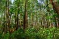 Tropical Rainforest Landscape, Thailand