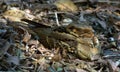 Horsfields Nachtzwaluw, Large-tailed Nightjar, Caprimulgus macrurus