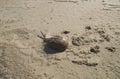 Horshoe Crab on Windswept Beach Royalty Free Stock Photo