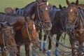 Horsie Royalty Free Stock Photo