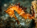 Thorny Seahorse. Horsing around