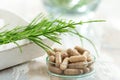 Horstail Herbs with alternative medicine herbal supplements and ptablet with glass mortar Royalty Free Stock Photo