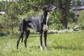 Hort greyhound dog Royalty Free Stock Photo