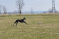 Hortaya borzaya dog running in fields at spring season while doing coursing