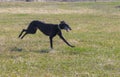 Hortaya borzaya female dog running in fields at spring season