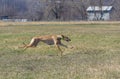 Hortaya borzaya female dog running in fields at spring season