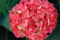 Hortense, a pink blooming hydrangea bush. House plants.