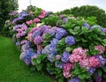 Hortensia Royalty Free Stock Photo