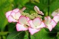 Hortensia Royalty Free Stock Photo