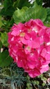 Hortensia in bloom