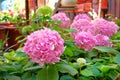 Hortensia is blooming in garden, close up. Pink gentle flowers buds is growing. Landscaping and decoration in spring and summer Royalty Free Stock Photo