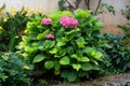 Hortensia is blooming in garden. Pink gentle flowers buds is growing. Landscaping and decoration Royalty Free Stock Photo