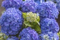 Hortensia blue close up to blooming