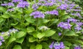 Hortensia blue - Hydrangea macrophylla `Blaumeise` Royalty Free Stock Photo