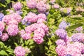 Hortensia disambiguation flowers in the garden