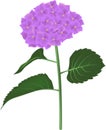 Hortensia flower