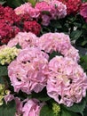 Hortensia flower. Royalty Free Stock Photo
