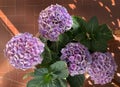 Hortensia flower. Royalty Free Stock Photo