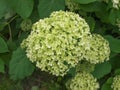 Hortensia flower Royalty Free Stock Photo