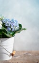 Hortensia Flowers Royalty Free Stock Photo