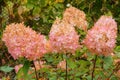 Hortensia flowers blooming. Decorative pink flowers in nature. Sunny autumn.