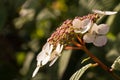 Hortensia flowers in summer Royalty Free Stock Photo