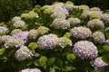 Hortensia Royalty Free Stock Photo