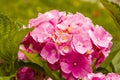 Hortensia Hidrangea - plant with flowers and leaves