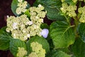 Hortensia hydrangea buds