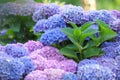 Hortensia Hydrangea Royalty Free Stock Photo
