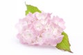 Hortensia (Hydrangea Macrophylla)