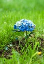 Hortensia Hydrangea Macrophylla