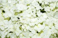 Hortensia paniculata Annabel Royalty Free Stock Photo