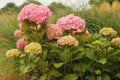 A hortensia with pink flowers in the garden in summer Royalty Free Stock Photo