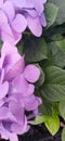 hortensia protector de pantalla Royalty Free Stock Photo